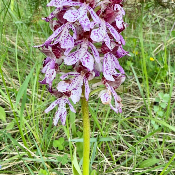 Hybride purpurea x militaris